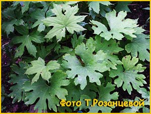 poy  ( Hydrophyllum canadense )