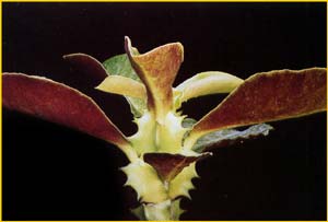   ( Monadenium arborescens )