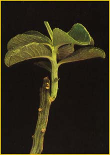    ( Monadenium echinulatum )