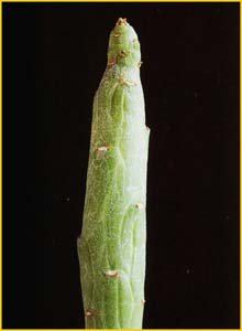   ( Monadenium ellenbeckii )