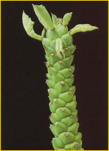   ( Monadenium heteropodum )