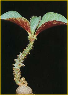   ( Monadenium magnificum )