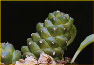   .  ( Monadenium ritchiei ssp. nyambense )