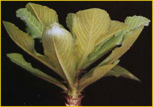   ( Monadenium spinescens )