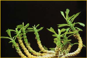   ( Monadenium stapelioides )