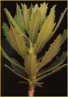 Monadenium ( Monadenium torrei ) 