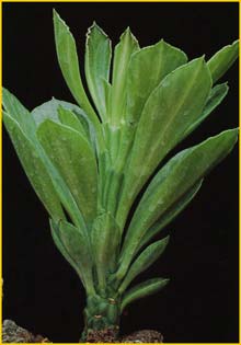 Monadenium ( Monadenium yattanum ) 