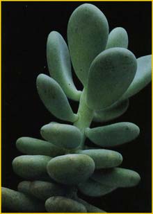   ( Pachyphytum bracteosum )