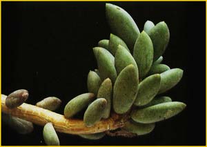   ( Pachyphytum hookeri )