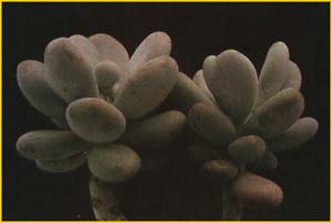   ( Pachyphytum oviferum )