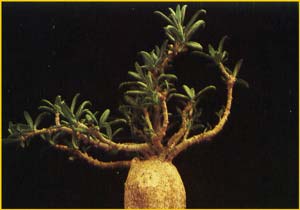   ( Pachypodium succulentum )
