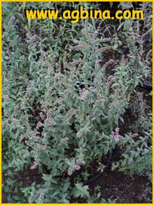    ( Mentha longifolia capensis)
