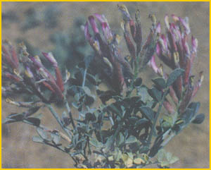   ( Astragalus / Erioceras anacamptus ) Flore de lIran