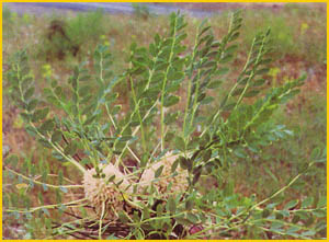    ( Astragalus aeluropus ) Flore de lIran