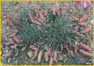    ( Astragalus / Tragakantha argyrostachys ) Flore de lIran