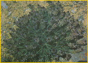    ( Astragalus campylanthus ) Flore de lIran