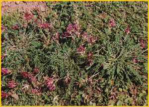   .   ( Astragalus campylosema ssp. campylosema ) Flore de lIran