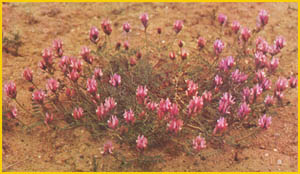   ( Astragalus effusus ) Flore de lIran
