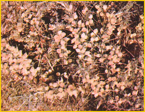   ( Astragalus glaucanthus ) Flore de lIran