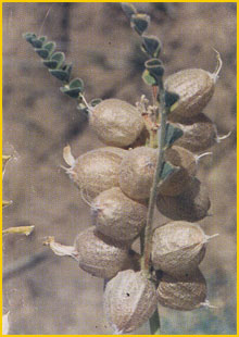   ( Astragalus kahiricus ) Flore de lIran