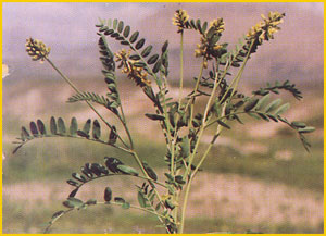   ( Astragalus odoratus ) Flore de lIran