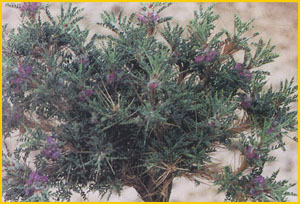  ( Astragalus peristerus ) Flore de lIran