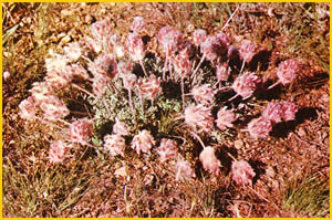  ( Astragalus pseudobecki ) Flore de lIran