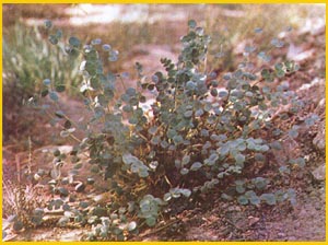   ( Astragalus remotijugus ) Flore de lIran