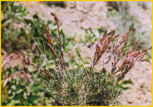   .  ( Astragalus sciureus ssp tefrechensis ) Flore de lIran