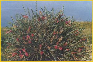   ( Astragalus / Leucocersis talimansurensis ) Flore de lIran
