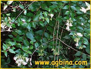   ( Abelia grandiflora / rupestris var.grandiflora )