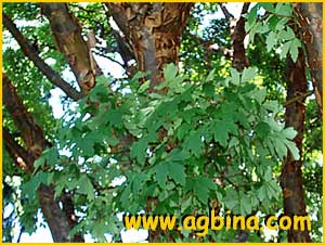   ( Acer griseum )