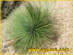   ( Agave stricta )