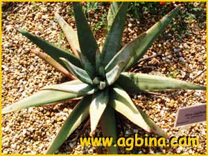    .  ( Aloe capitata var. gneissicola ) 
