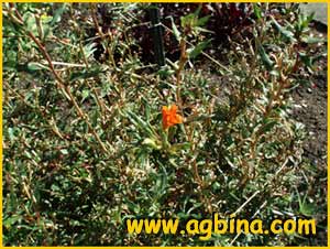    (Oenothera parviflora )
