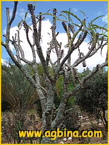  ( Pachypodium rutenbergianum )