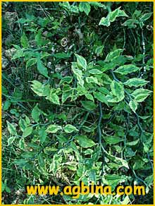    ( Pedilanthus tithymaloides )