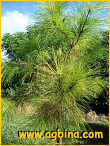      ( Pinus elliottii )