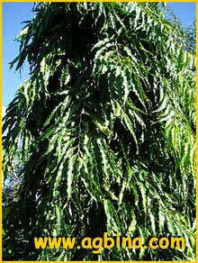   ( Polyalthia longifolia )