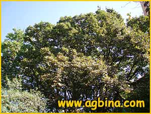   ( Quercus araxina )