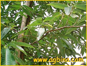   ( Quercus variabilis )