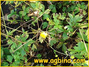   ( Ranunculus serbicus )
