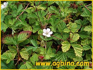   ( Rubus nepalensis )
