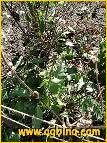 Шалфей вербеновидный ( Salvia verbenacea )