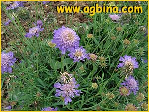   .  ( Scabiosa japonica var. alpina )