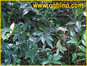   ( Sarcococca ruscifolia )