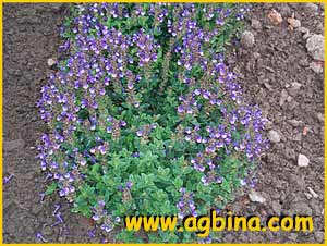  ( Scutellaria alpina )