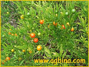    (Solanum pseudocapsicum)