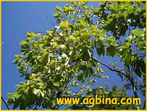    ( Sterculia platanifolia )