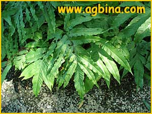   ( Tectaria heracleifolia )